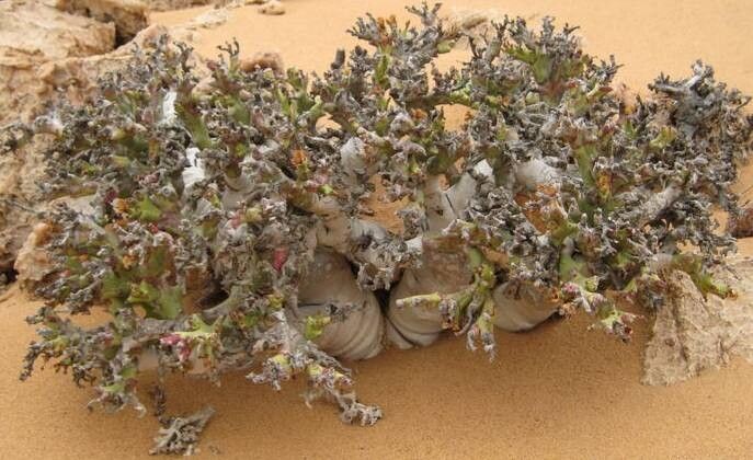 Euphorbia hamata habit