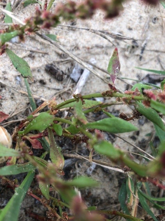 Rumex bucephalophorus leaf