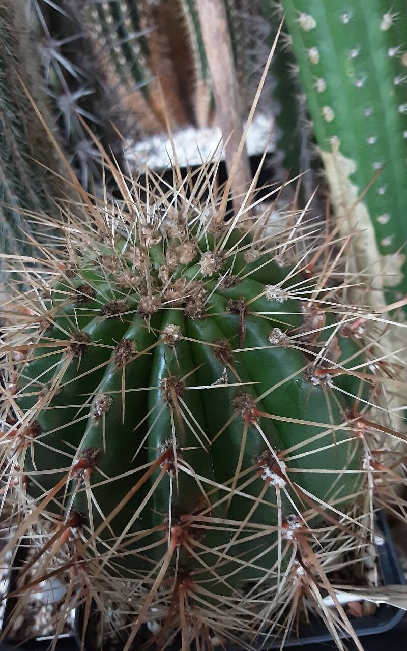 Soehrensia volliana other