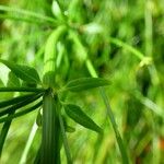 Russelia equisetiformis