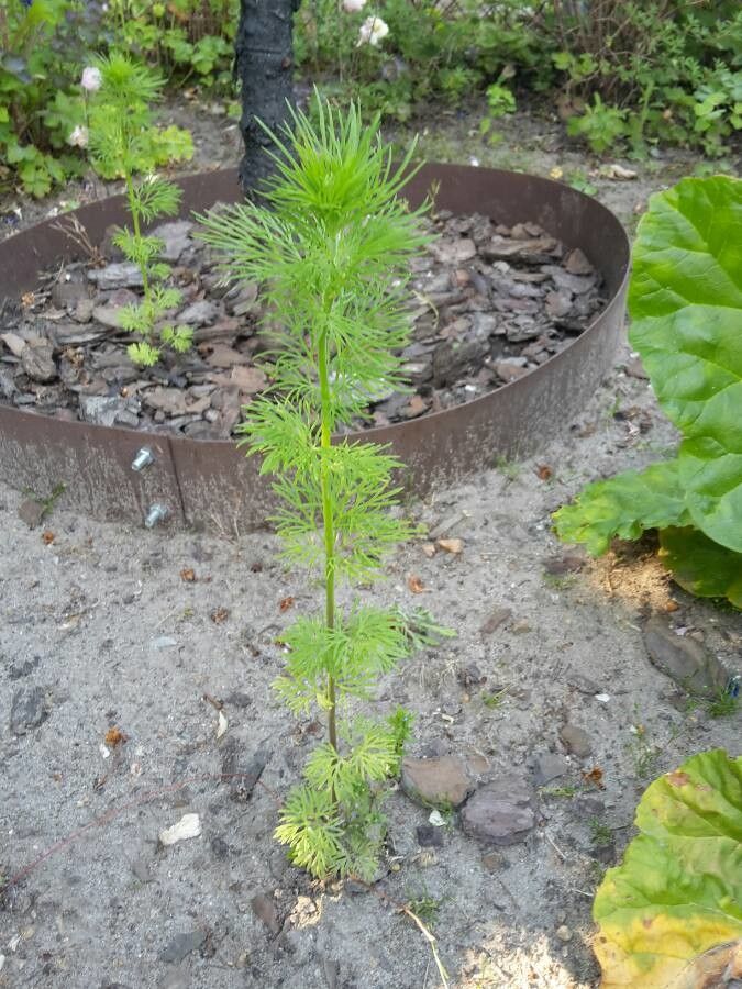 Consolida ajacis leaf