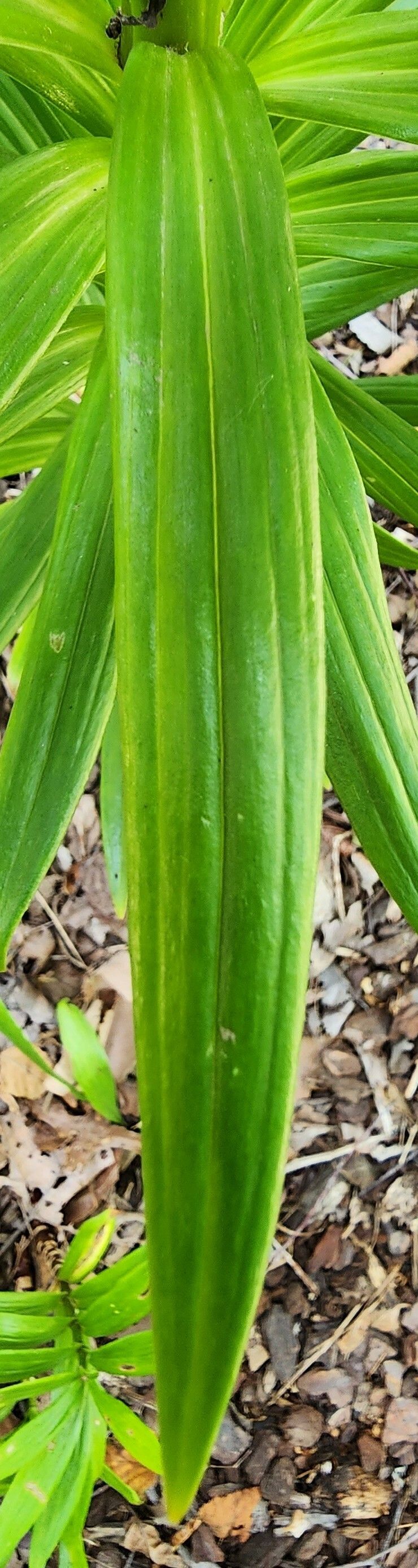 Lilium maculatum — search result for 'Lilium'