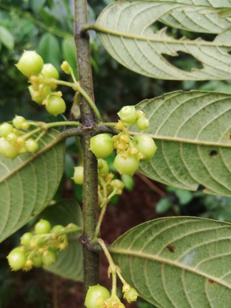 Pauridiantha dewevrei fruit