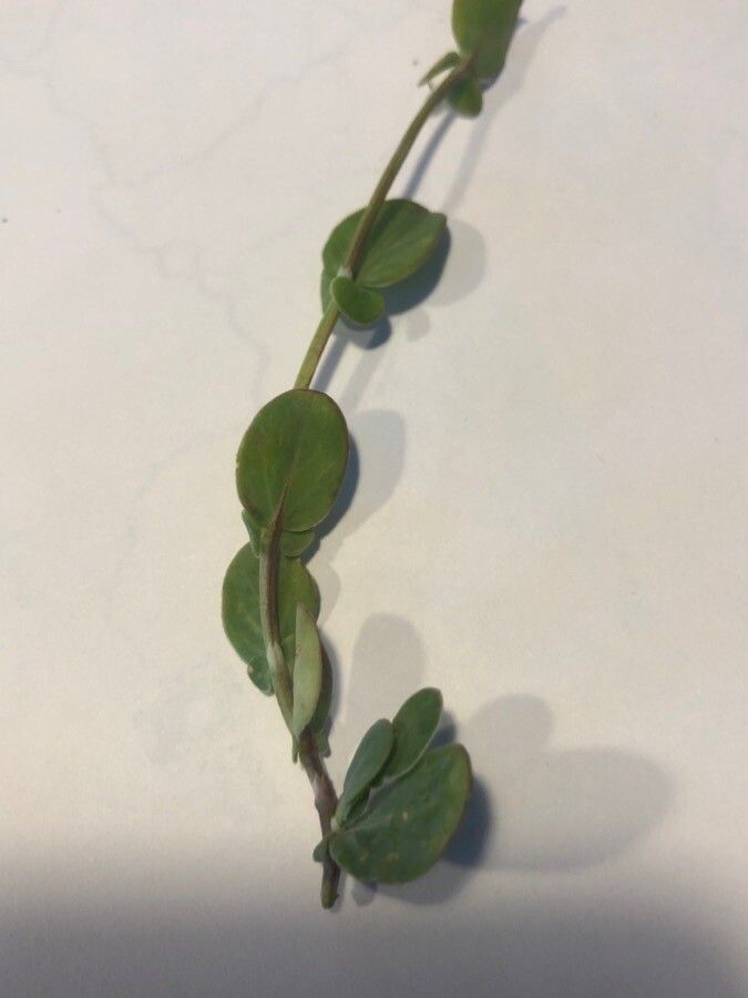 Coronilla scorpioides leaf