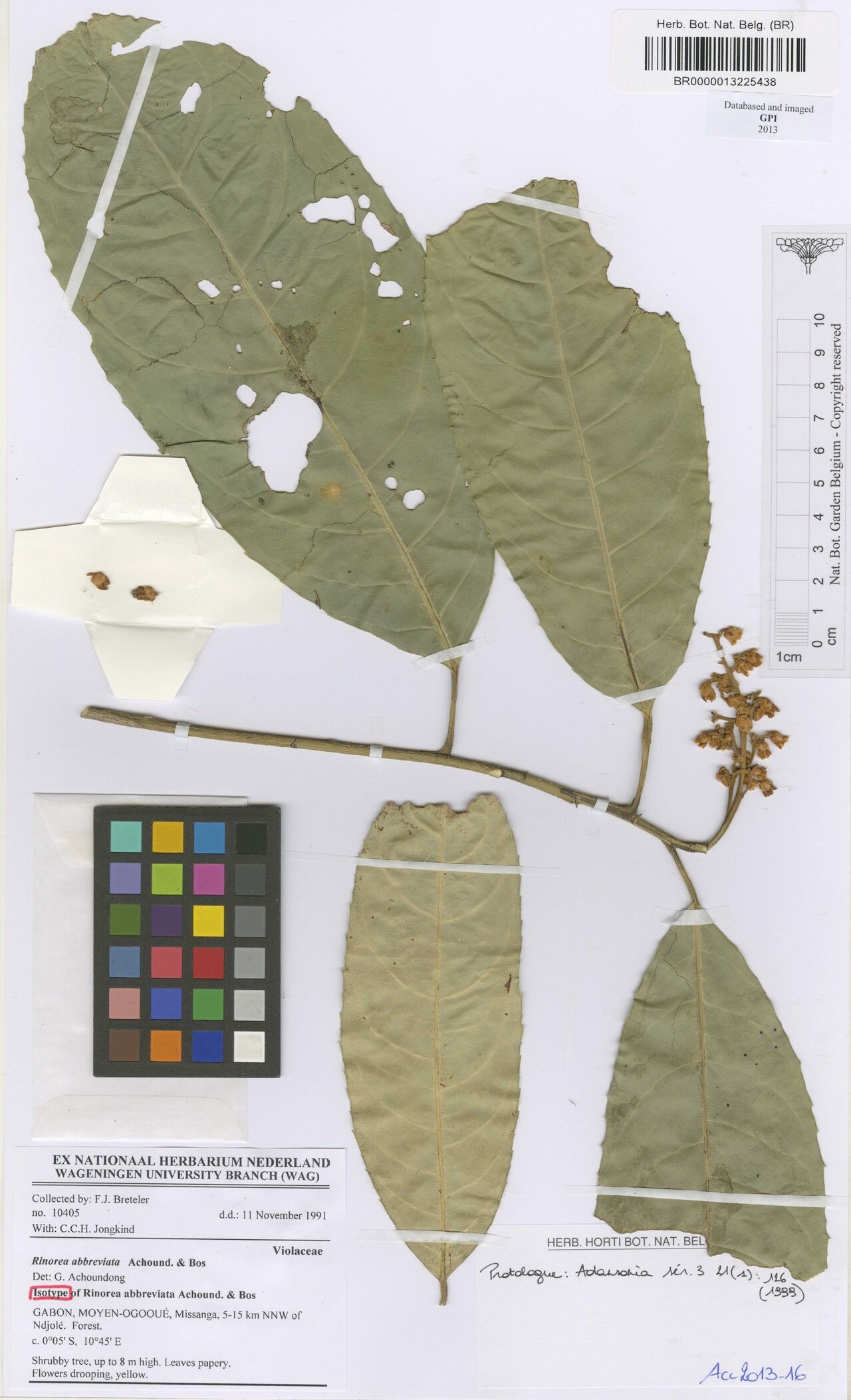 Rinorea abbreviata — related species from the same genus