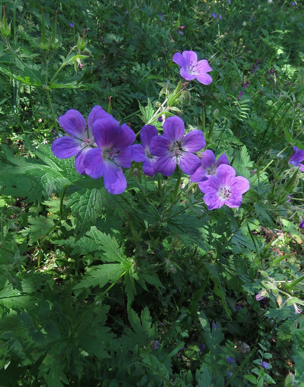 Geranium sylvaticum leaf