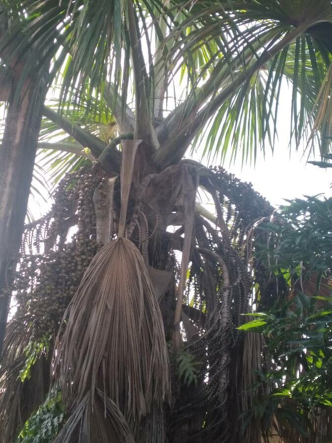 Pritchardia pacifica fruit