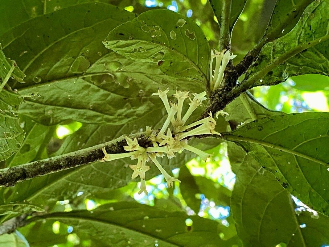 Cestrum schlechtendalii flower