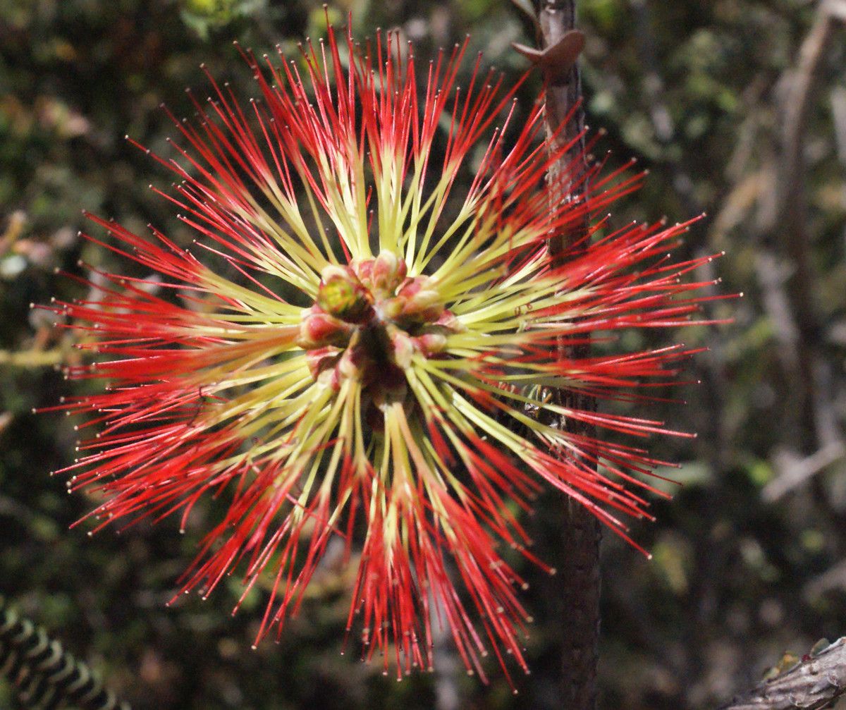 Grevillea coccinea flower