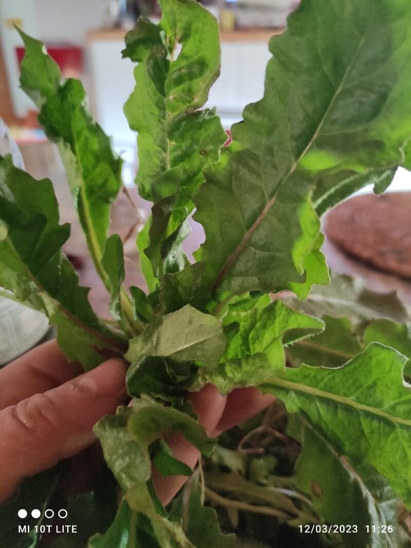 Taraxacum pyropappum fruit