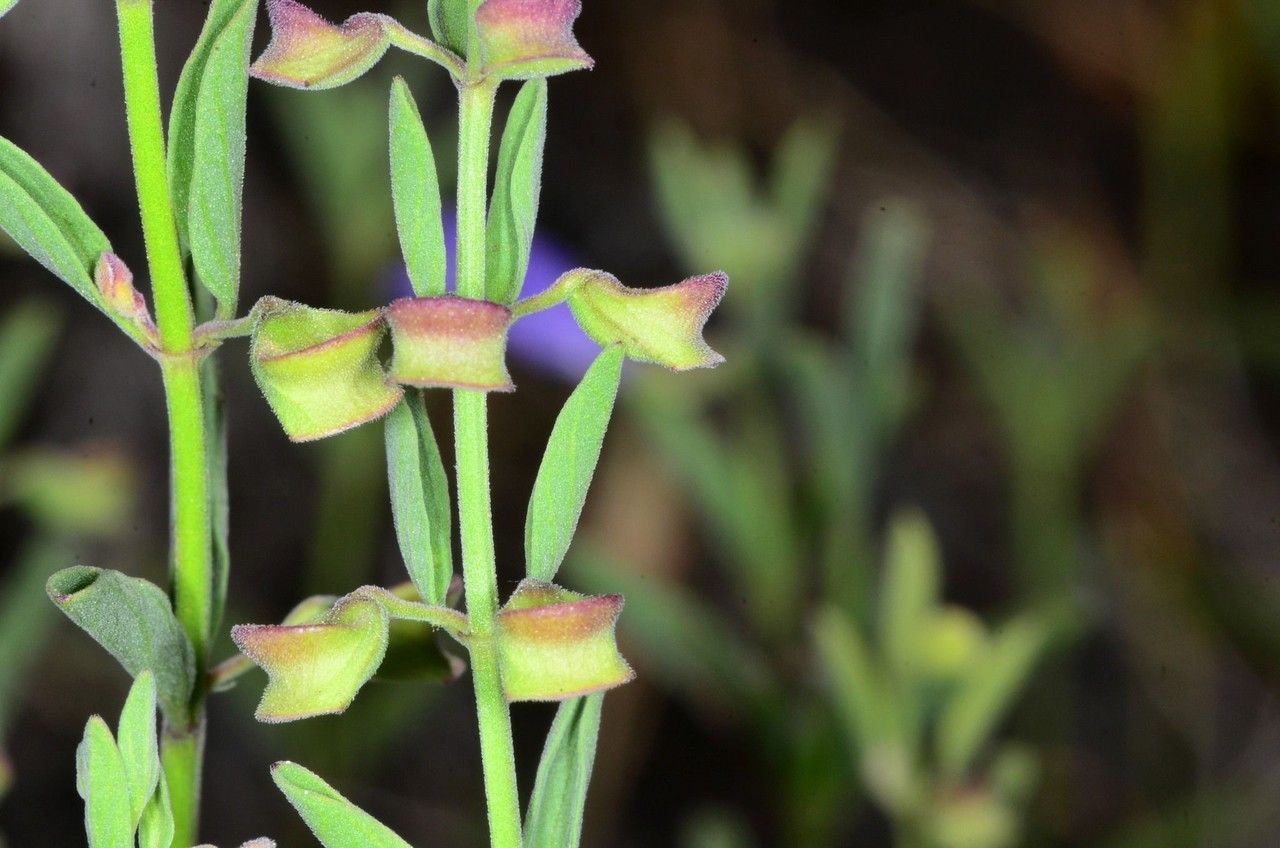 Scutellaria antirrhinoides fruit