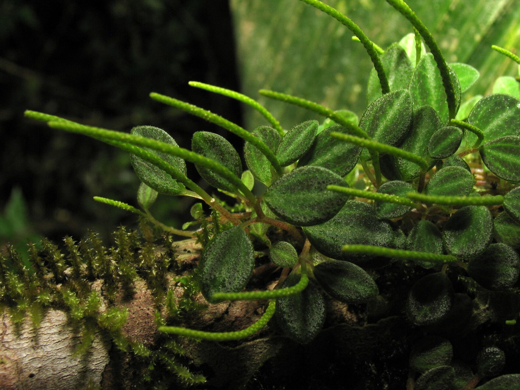 Peperomia ouabianae flower