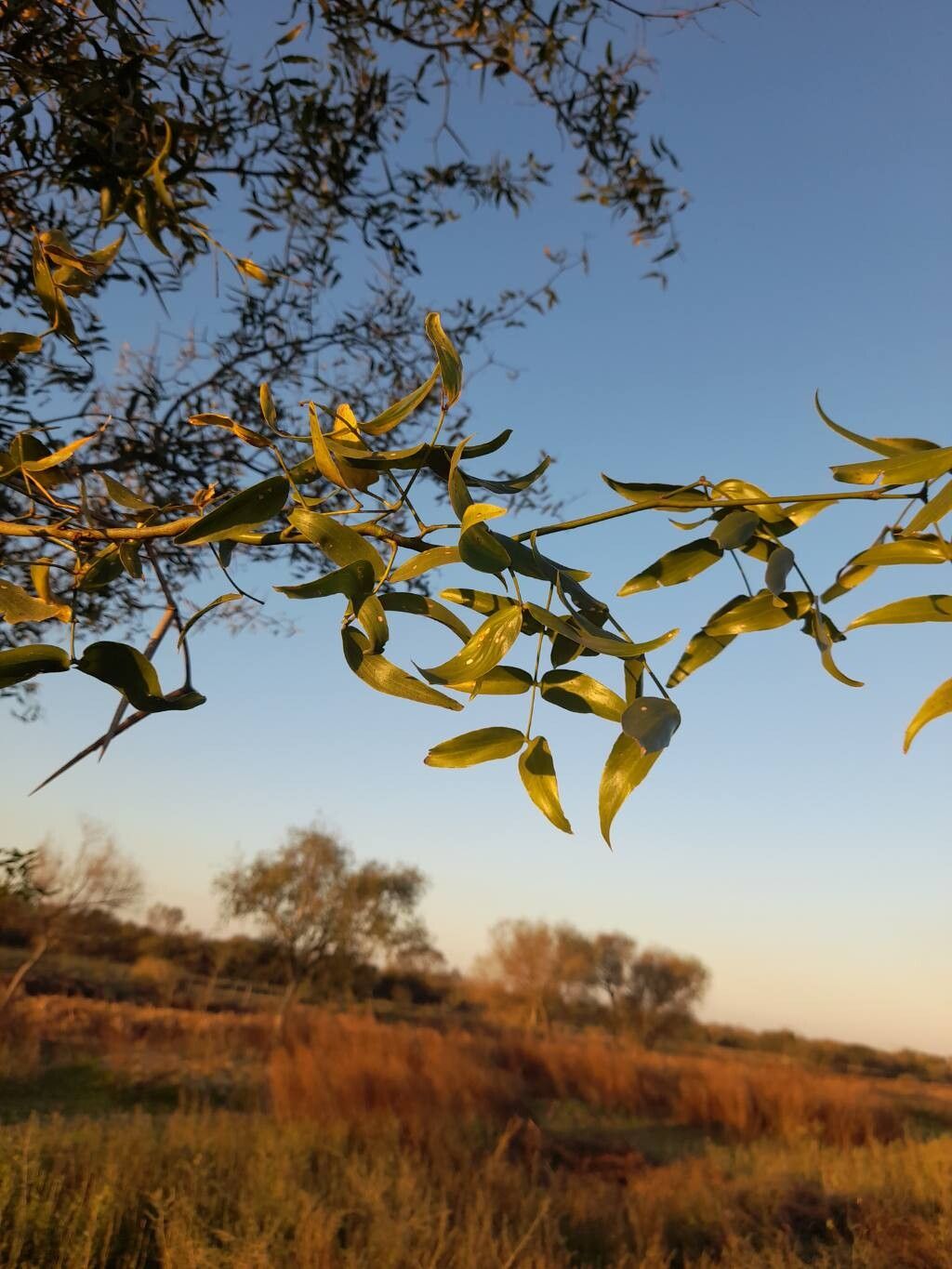 Prosopis ruscifolia — search result for 'Prosopis'