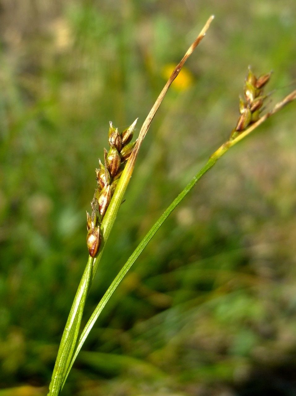 Carex austroalpina flower