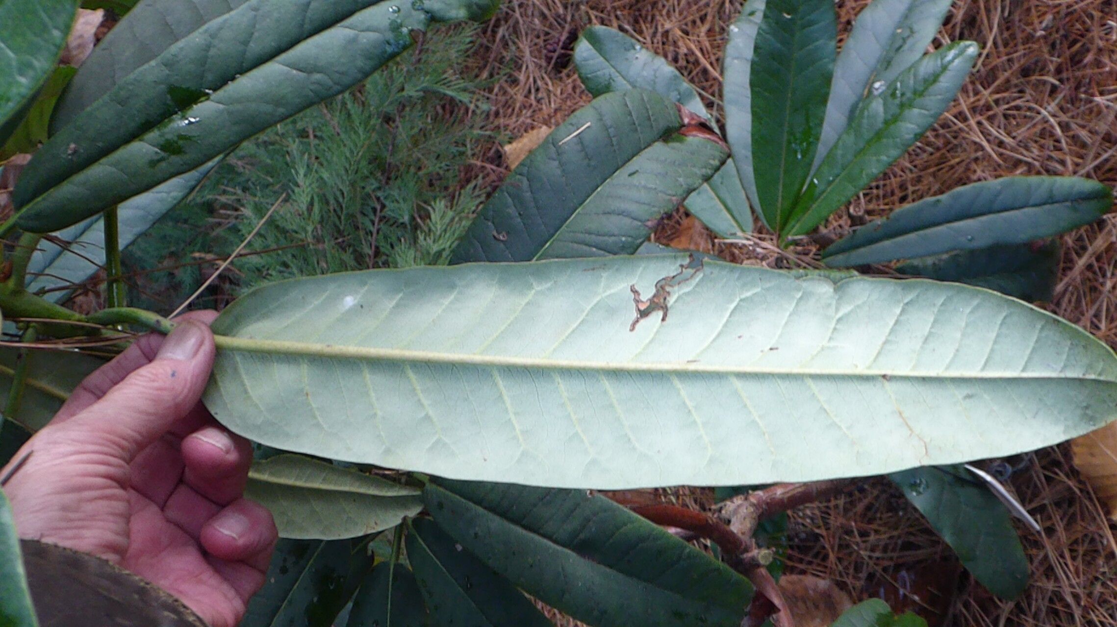 Rhododendron preptum — houseplant care guide