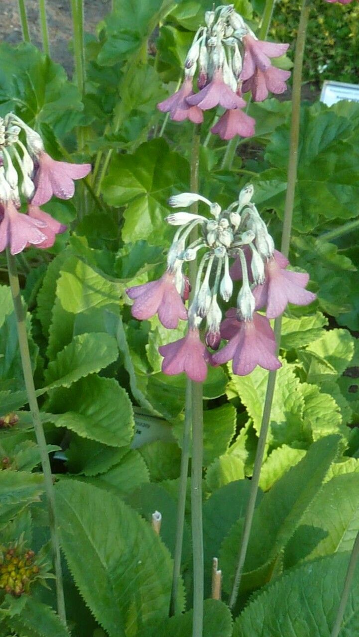 Primula secundiflora — houseplant care guide