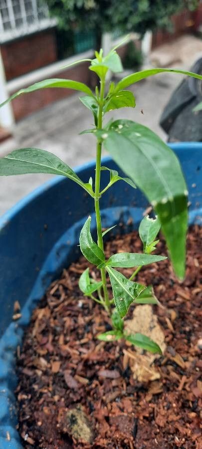 Andrographis alata leaf