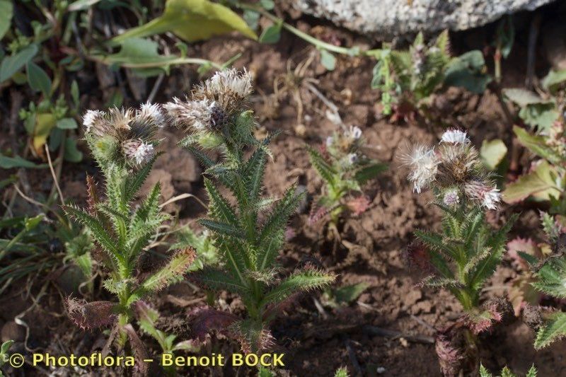 Carduus bourgaei habit