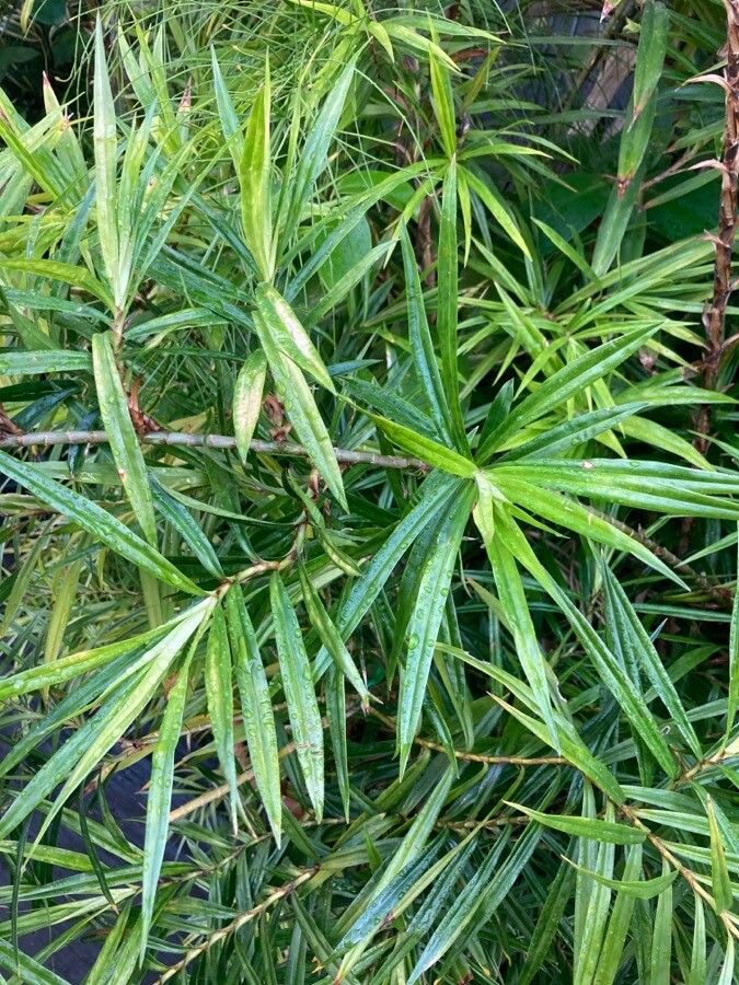 Freycinetia cumingiana leaf