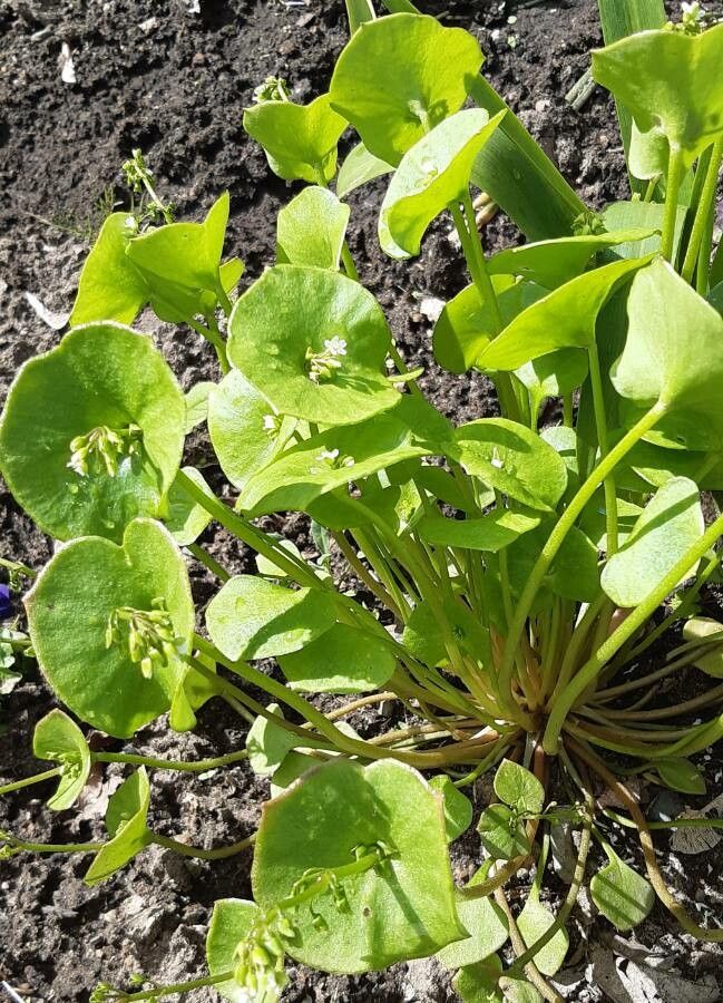 Claytonia perfoliata — related species from the same genus