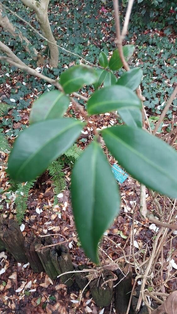 Camellia × vernalis — search result for 'Camellia'