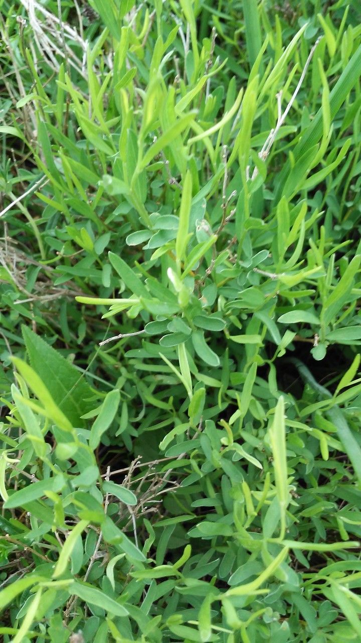 Genista sericea — search result for 'Genista'