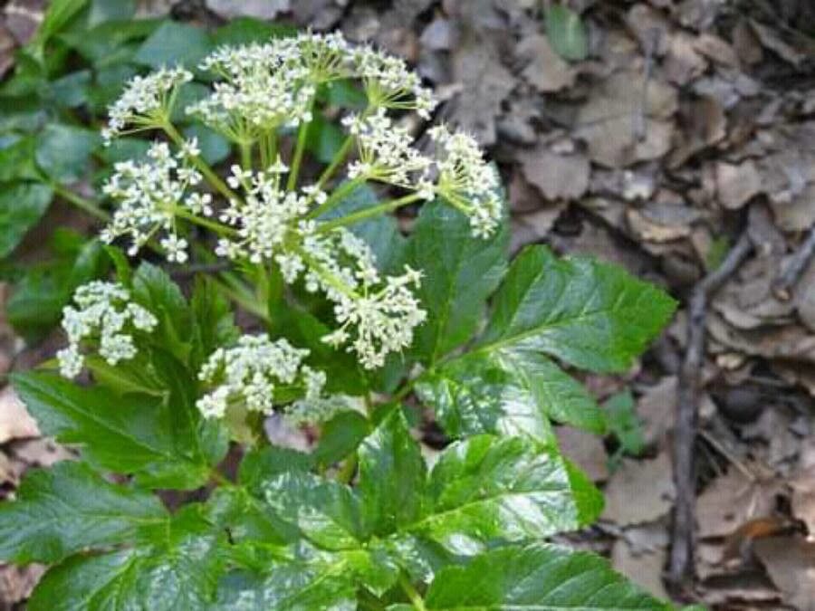 Lecokia cretica flower