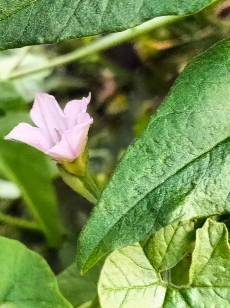 Convolvulus farinosus flower