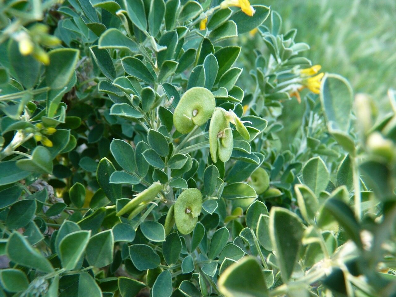 Medicago arborea fruit