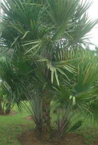 Copernicia glabrescens habit