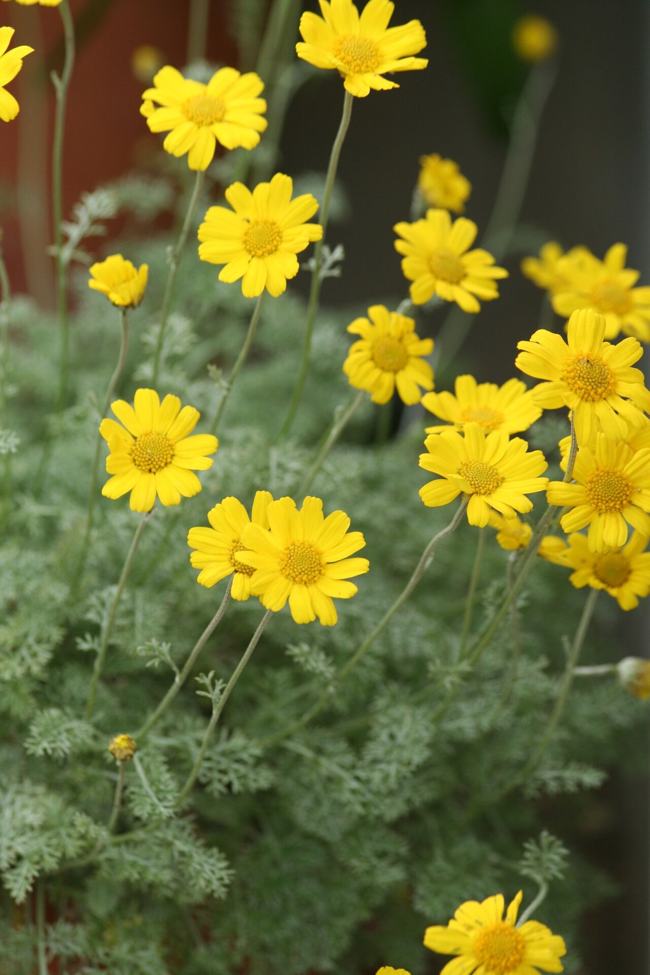 Anthemis marschalliana flower