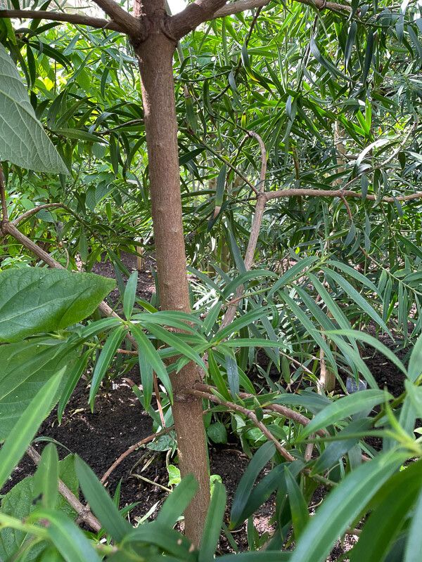 Podocarpus matudae bark