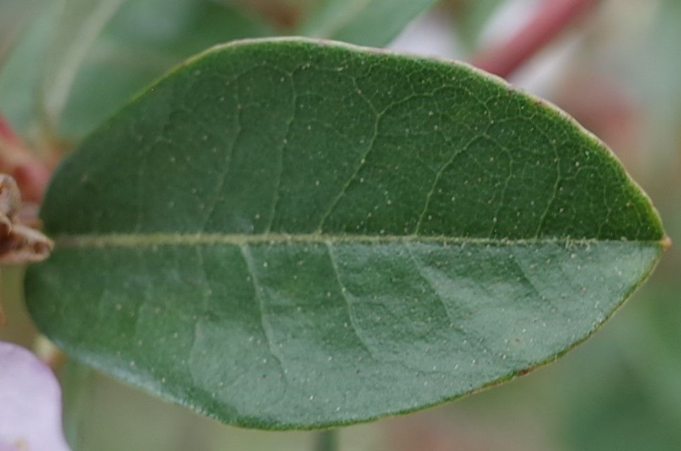 Rhododendron racemosum leaf