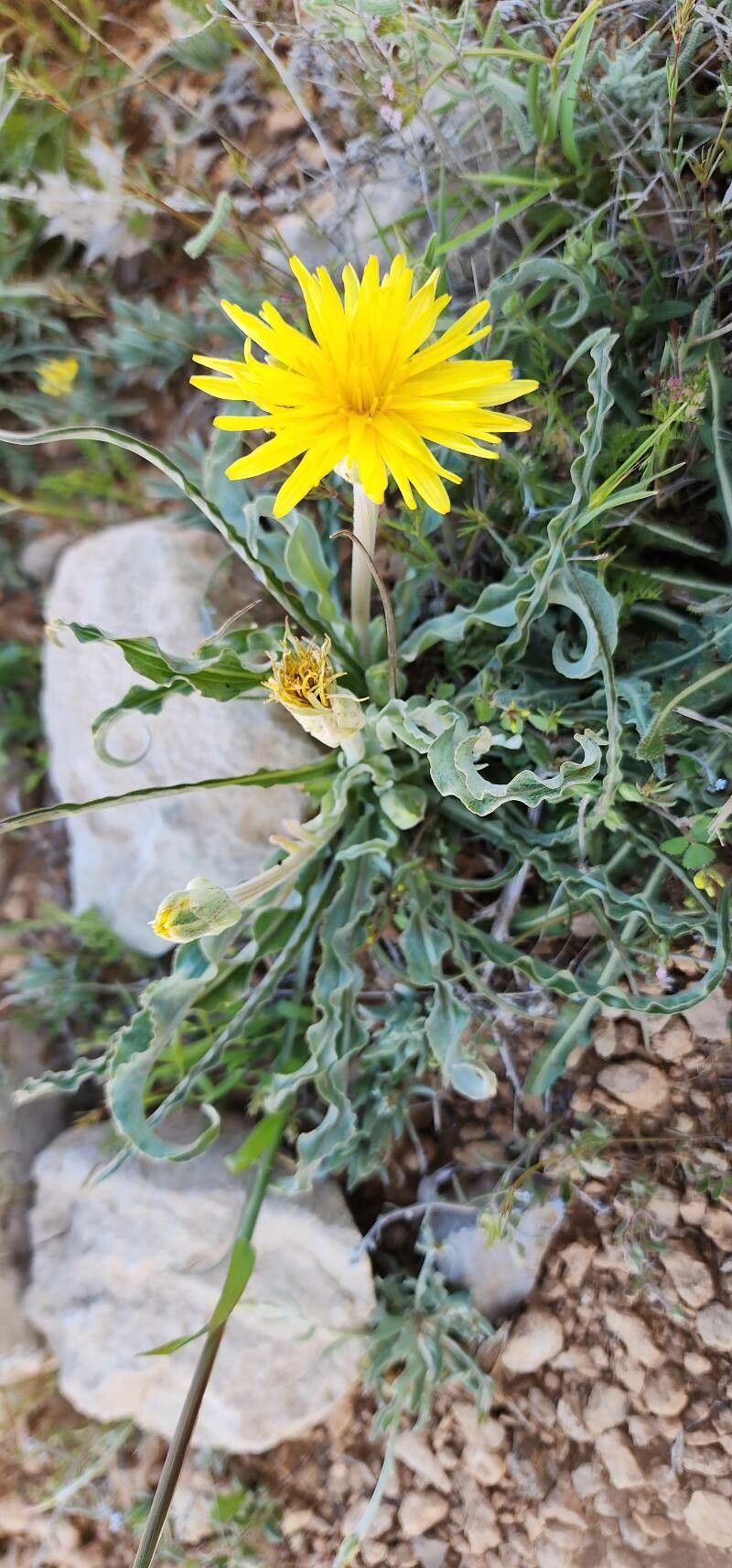 Scorzonera schweinfurthii habit
