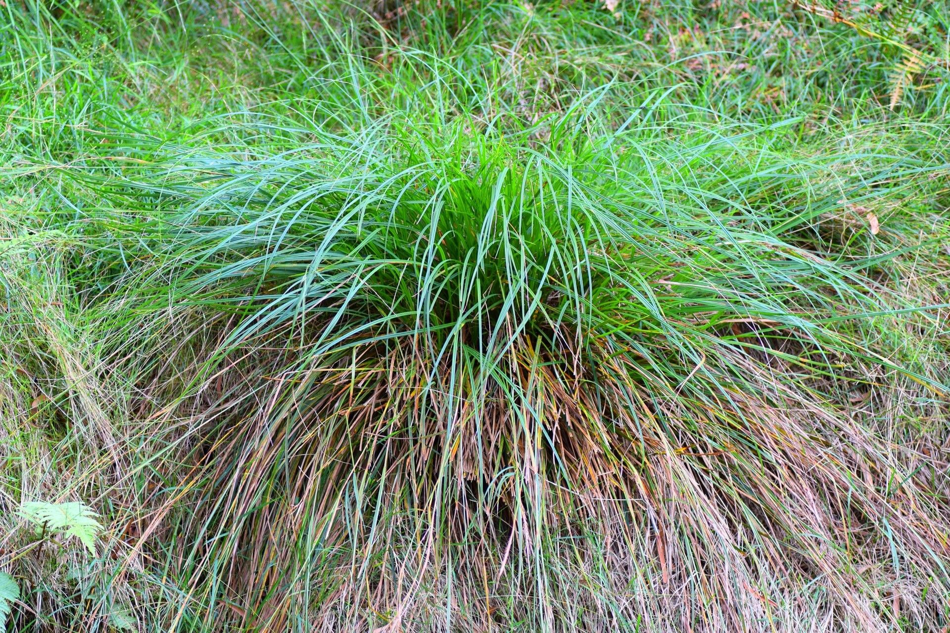 Carex boryana habit