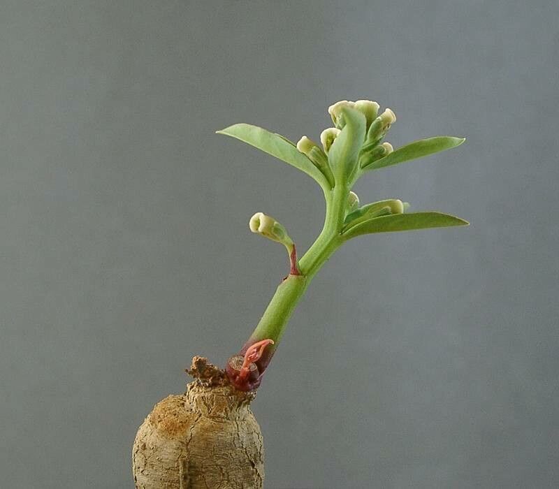 Euphorbia neopedunculata — houseplant care guide