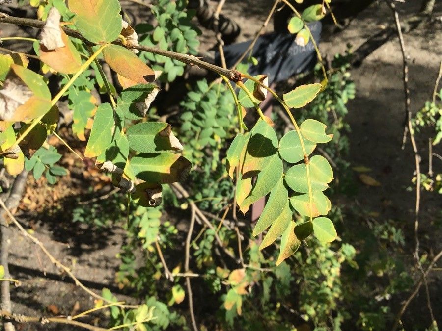 Caragana gerardiana — search result for 'Caragana'