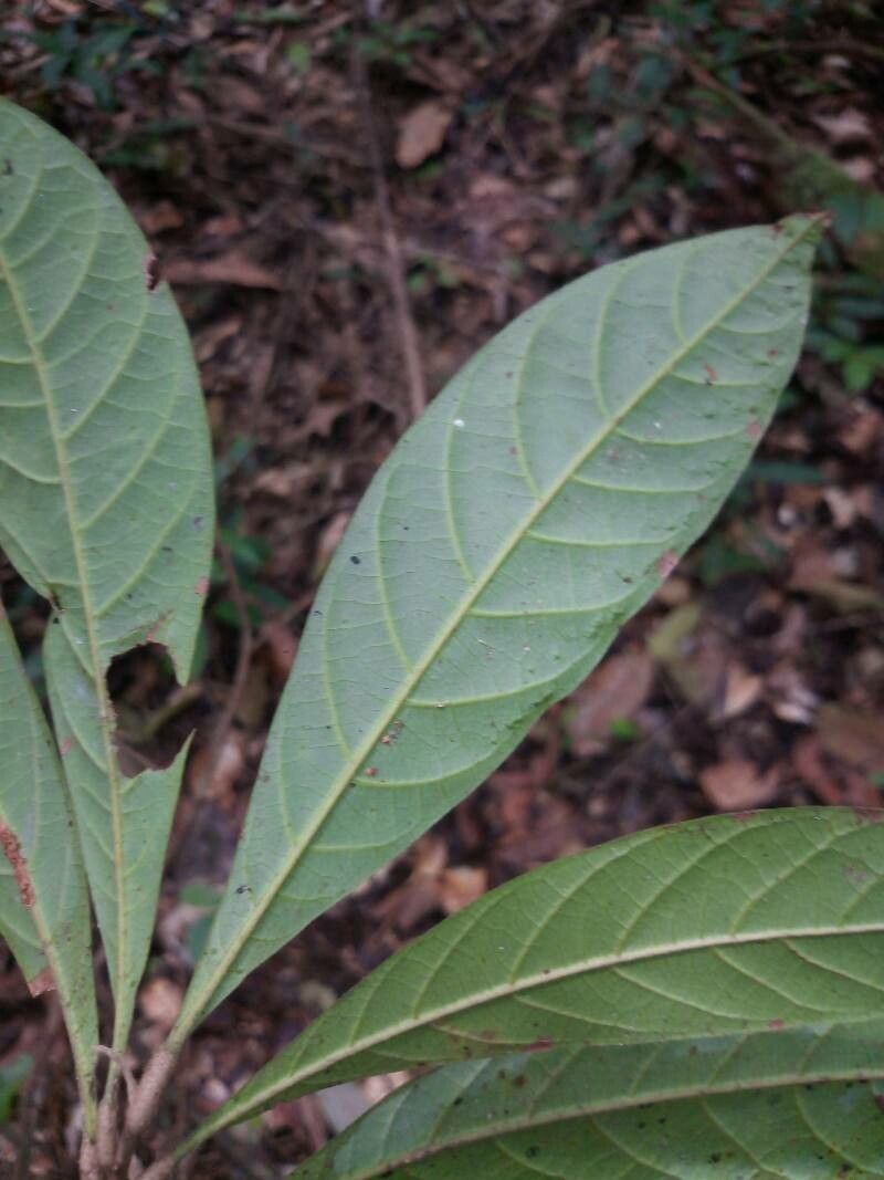 Licania heteromorpha — houseplant care guide