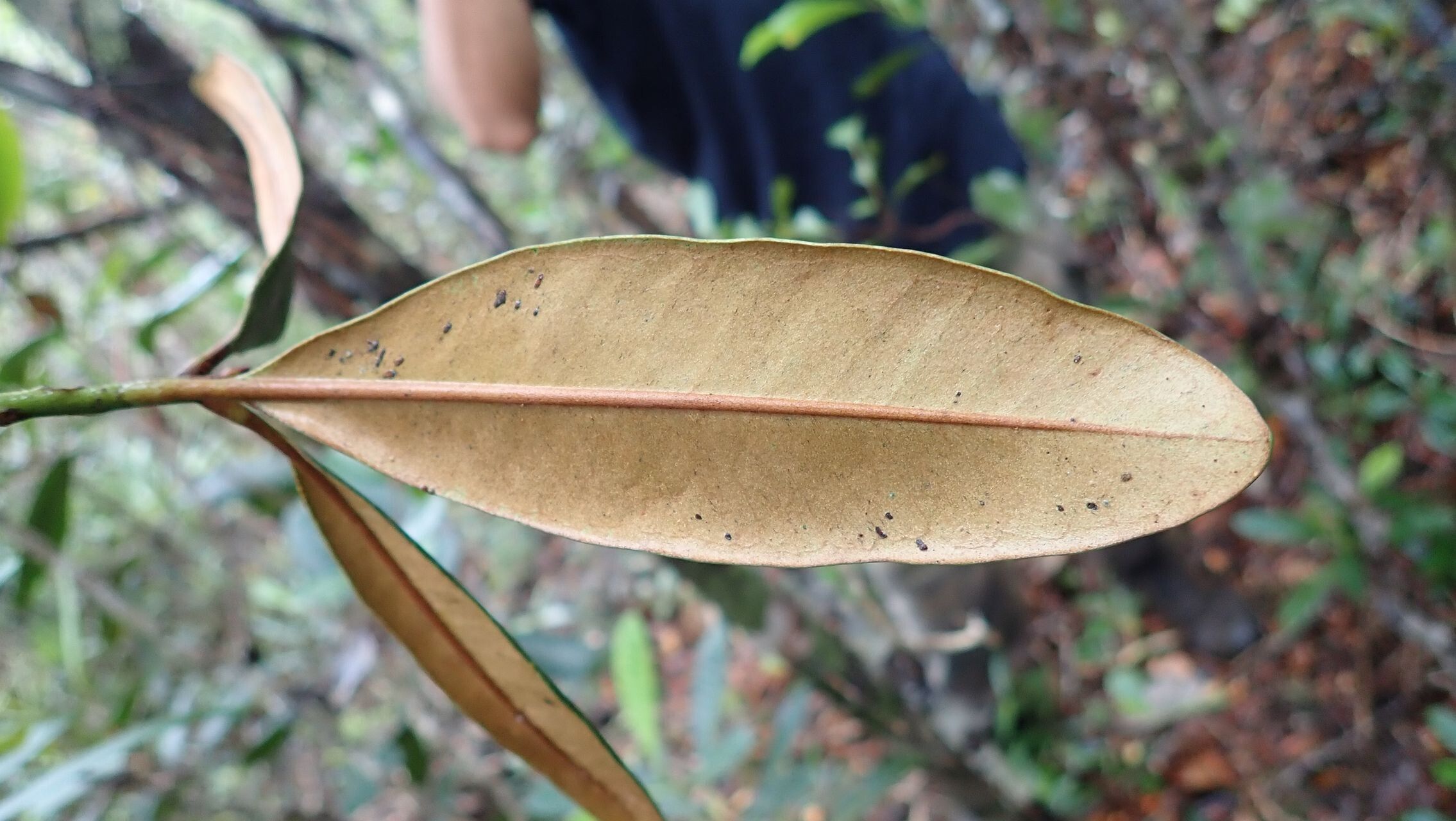 Pycnandra lissophylla — houseplant care guide