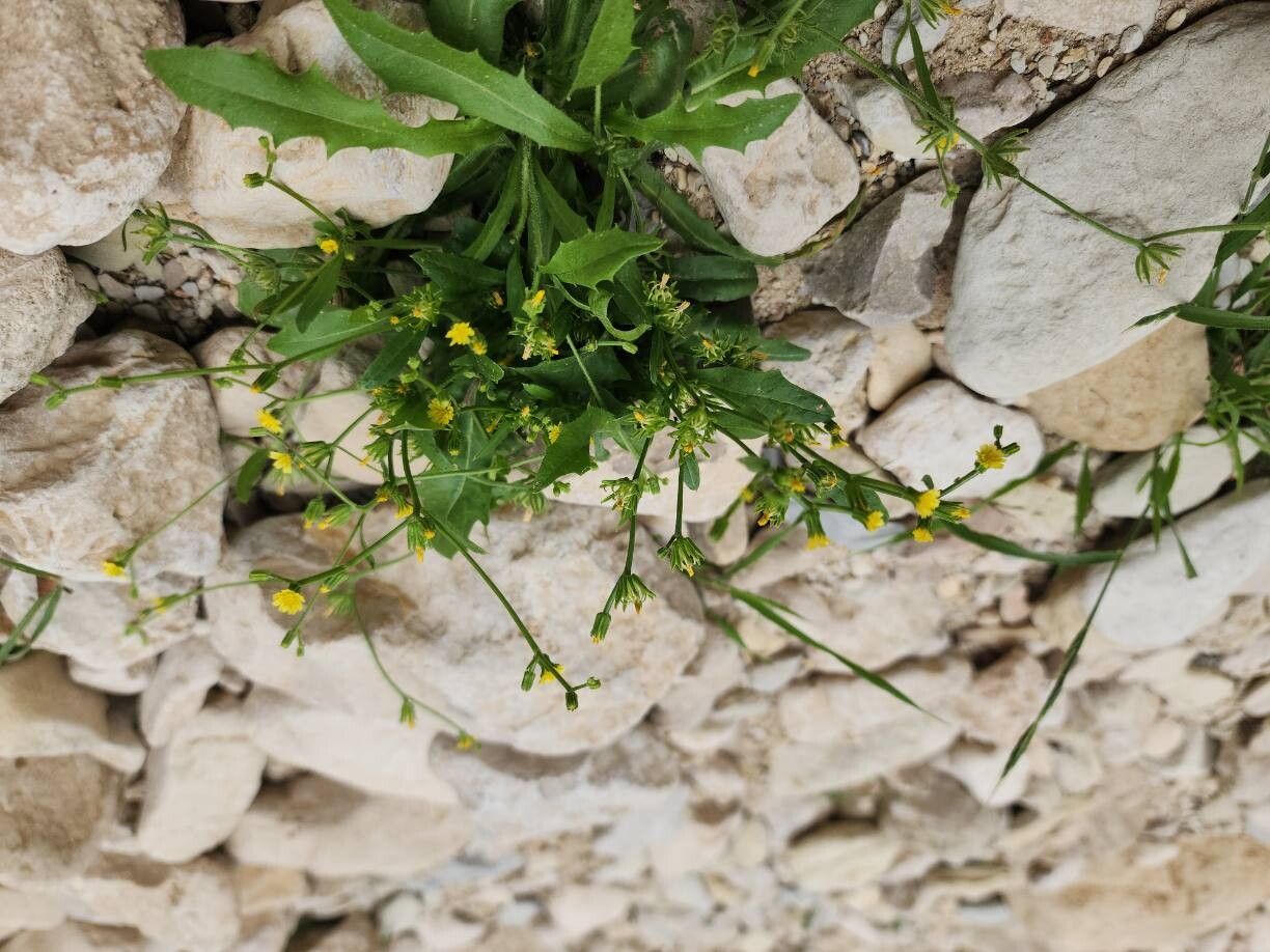 Garhadiolus hamosus habit