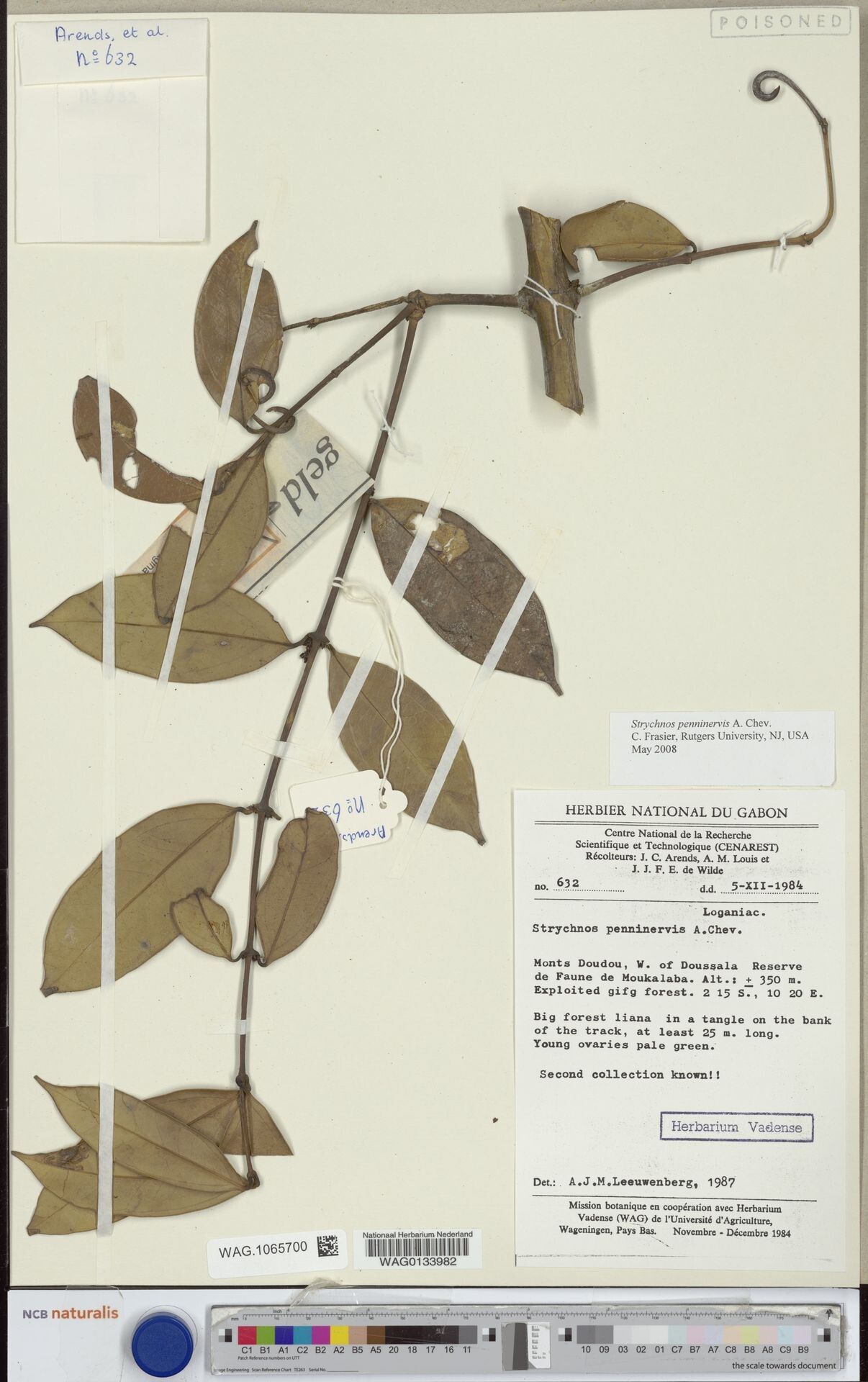 Strychnos penninervis — houseplant care guide