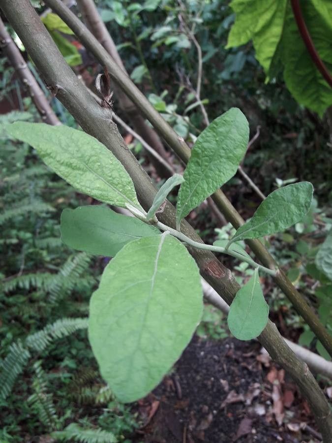 Pluchea carolinensis leaf