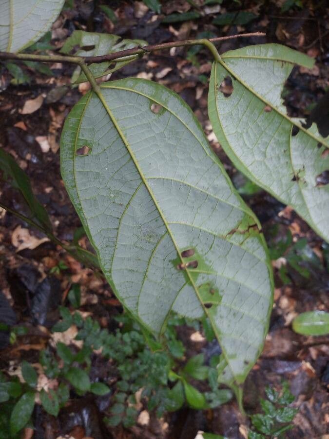 Theobroma velutinum — search result for 'Theobroma'