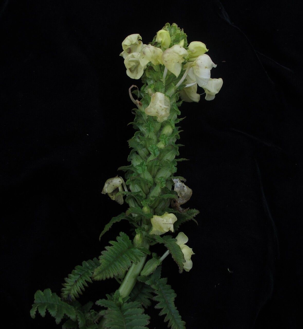 Pedicularis hoffmeisteri habit