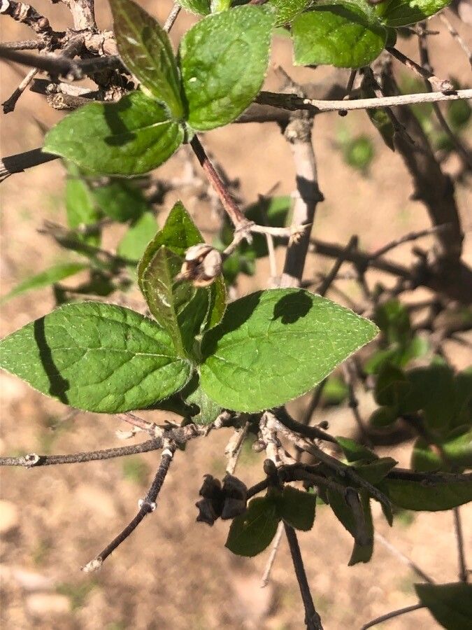 Philadelphus inodorus leaf