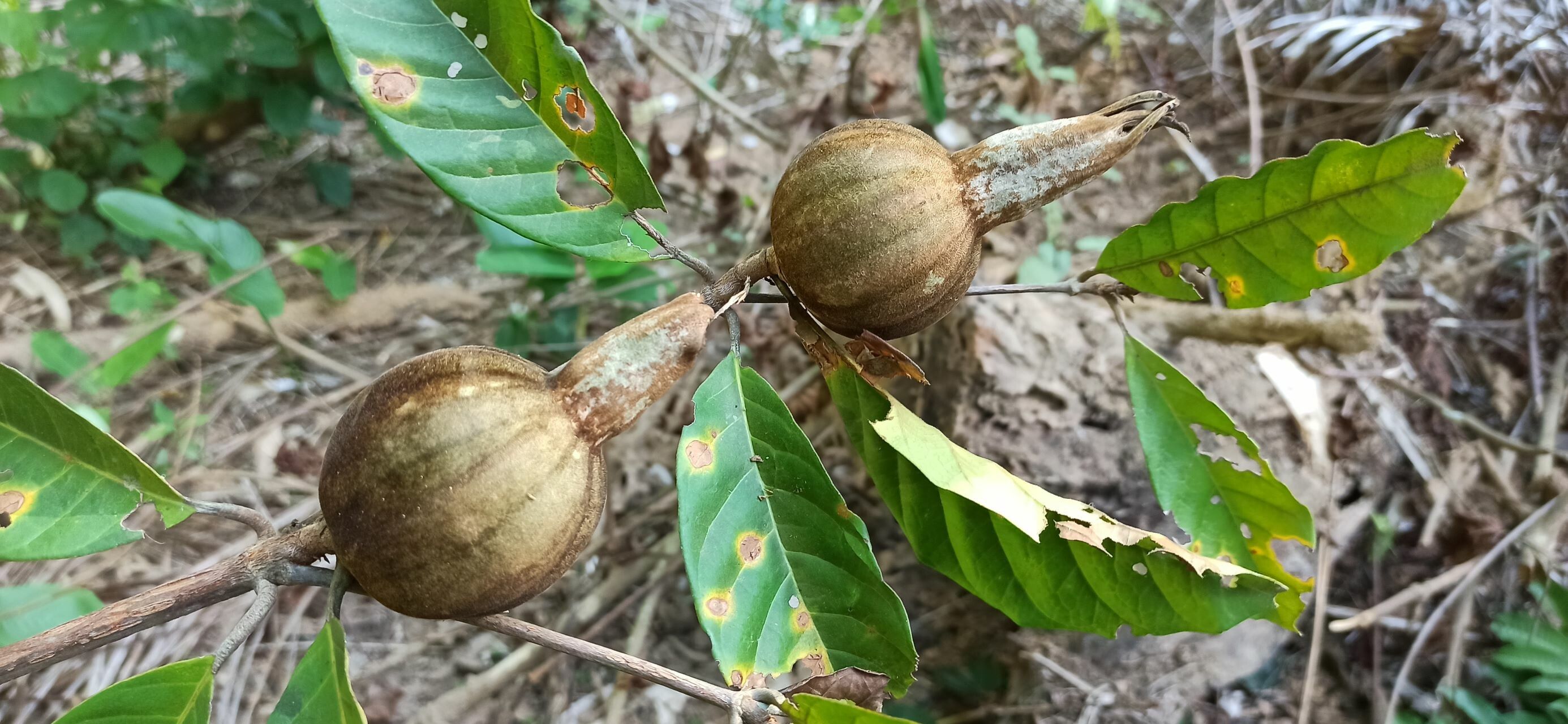 Rothmannia whitfieldii fruit