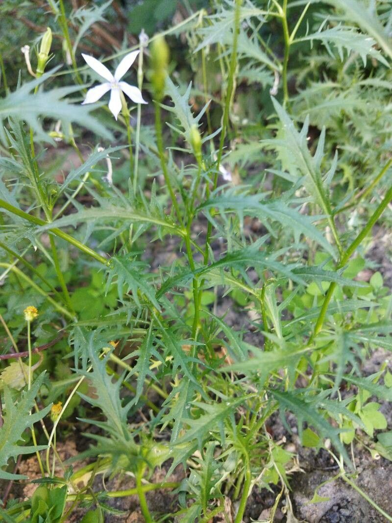 Isotoma anethifolia — related species from the same genus