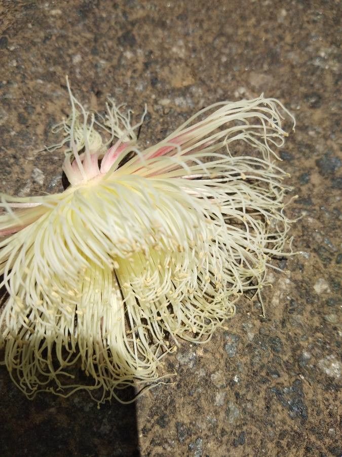 Barringtonia neocaledonica flower