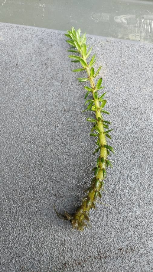 Myriophyllum heterophyllum