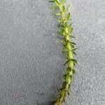 Myriophyllum heterophyllum